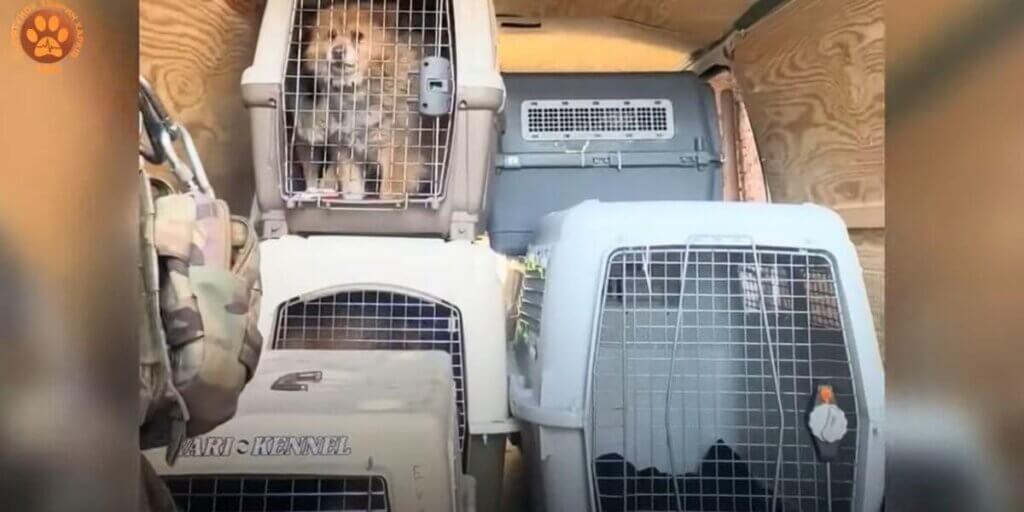 Transport crates full of rescued animals