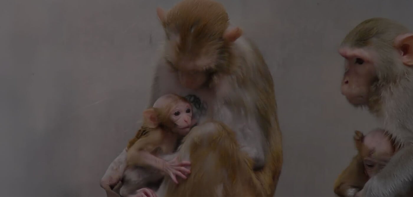 Baby monkeys and their mothers