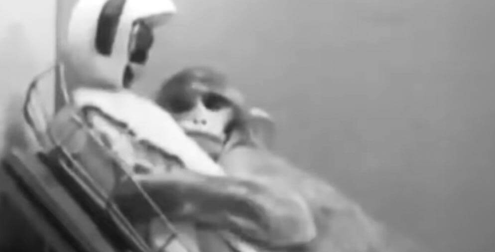 A baby monkey clutching one of Harlow's 'surrogate mothers'