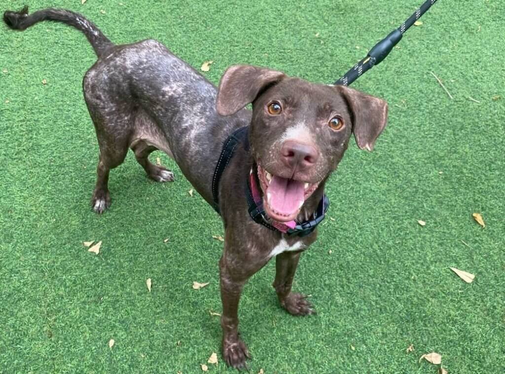 A brown dog looking at the camera