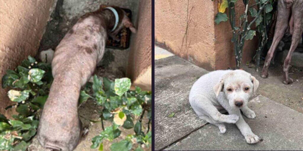 A malnourished dog and a puppy