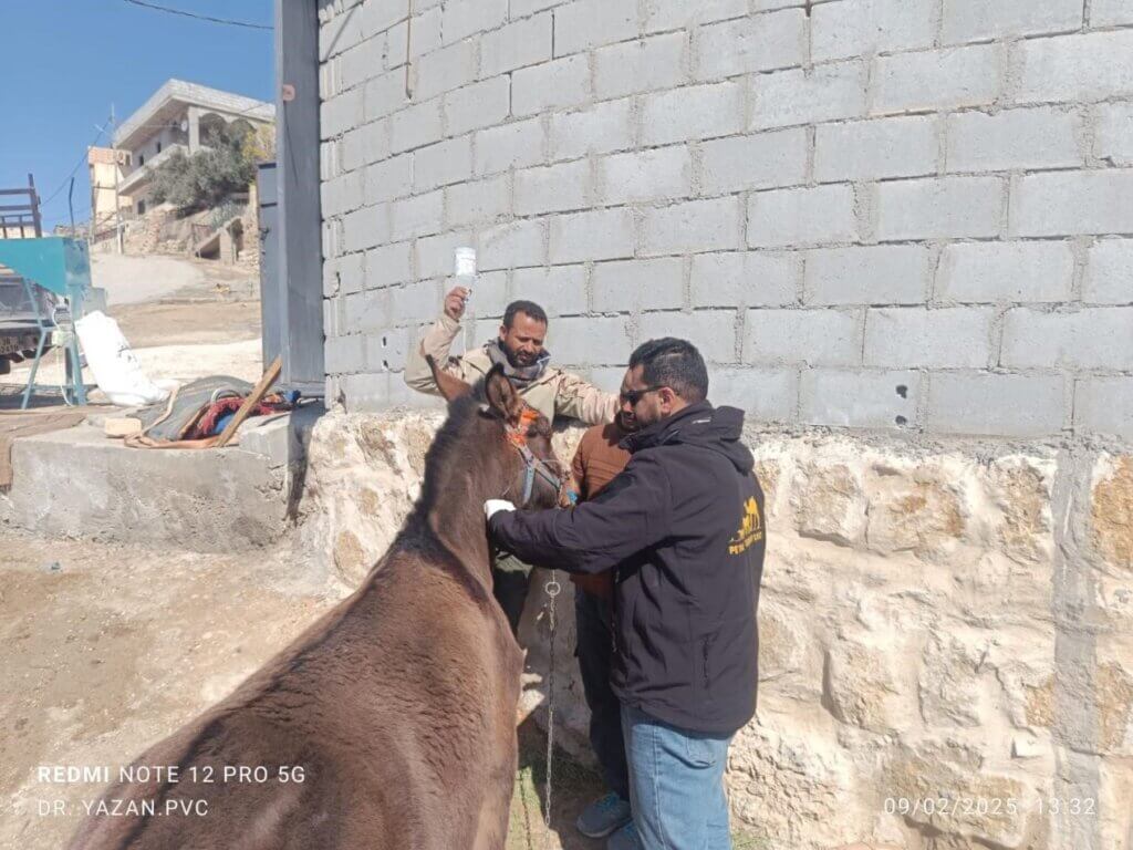 A vet helps treat a horse's colic