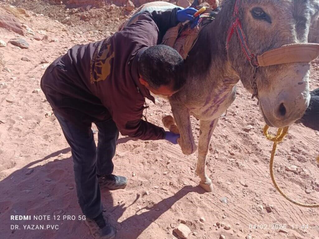 A vet examines a donkey's hoof