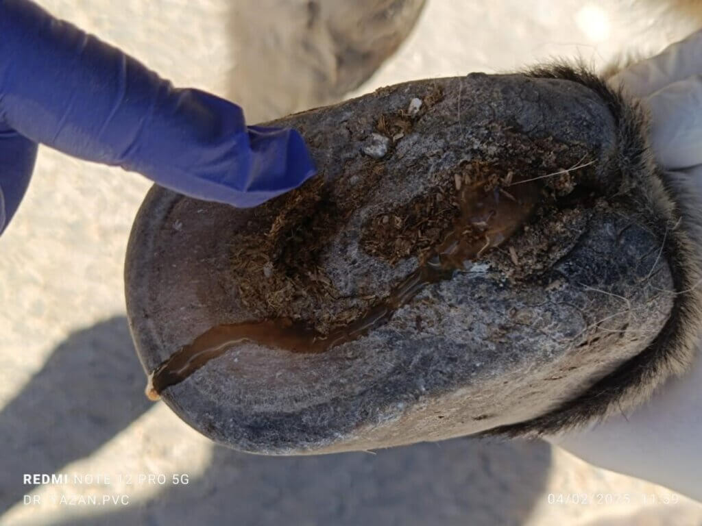 Close up of a donkey's injured hoof