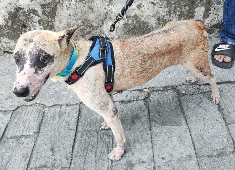 a tan dog in a harness