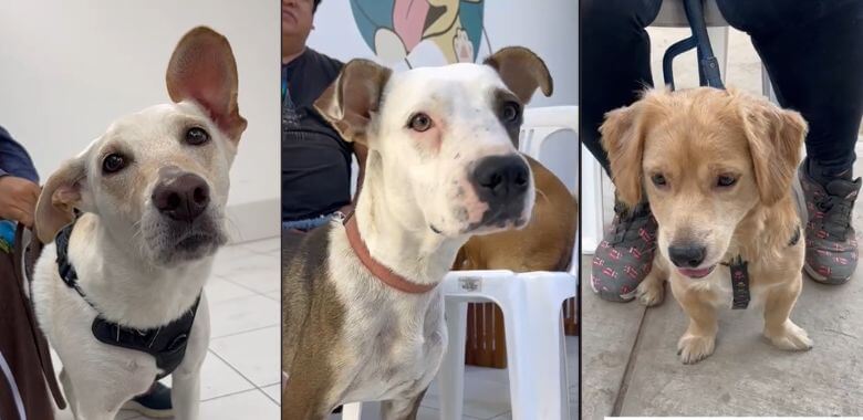 Three portraits of dogs