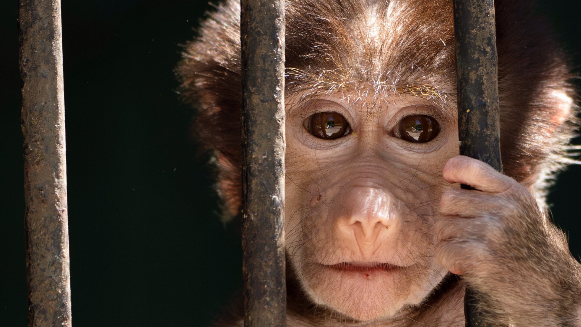 Monkeys Have Screws Drilled Into Their Brains at the University of Minnesota 