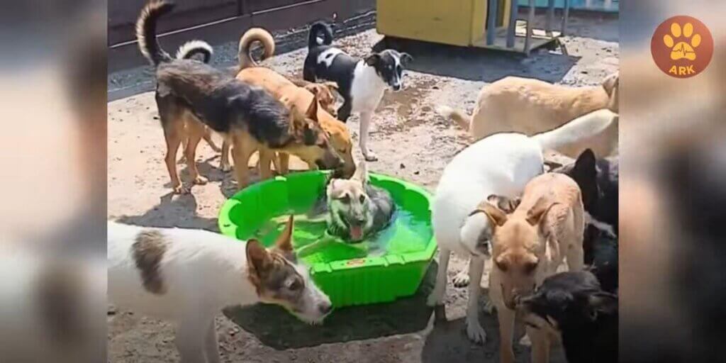 group of dogs playing near water