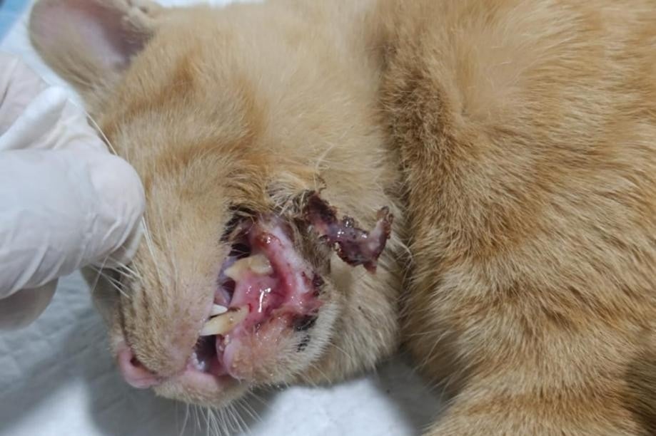 cat at vet clinic in petra jordan