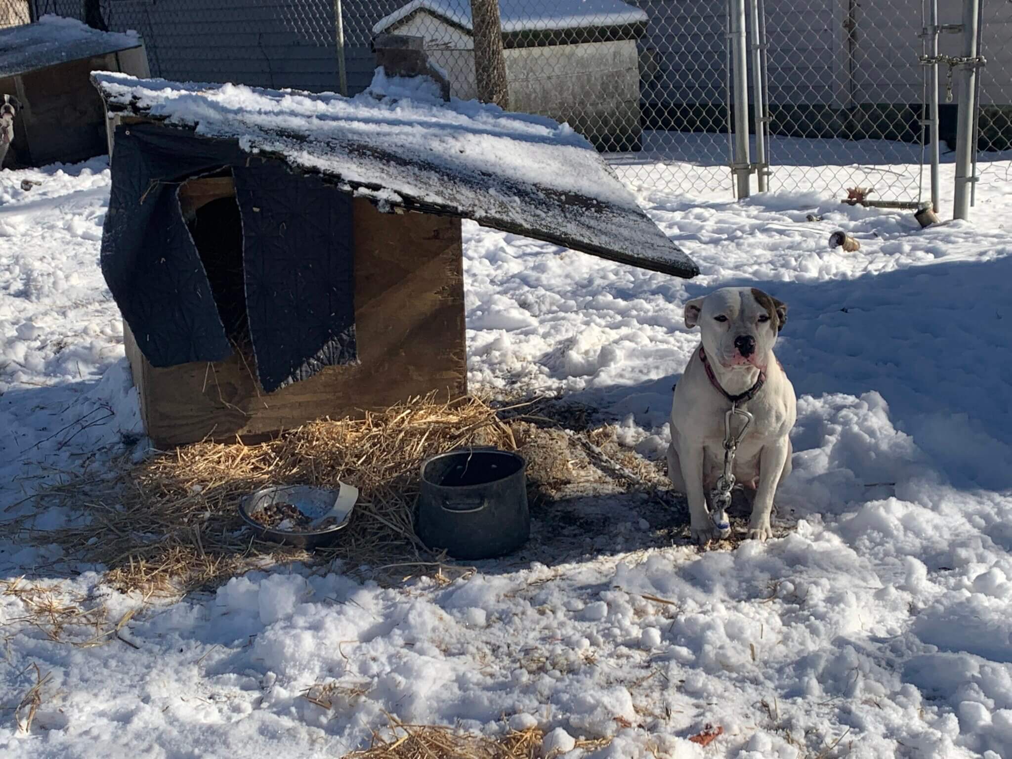 Peta Rescues Meet PETA's Rescue Team and the Animals They Help