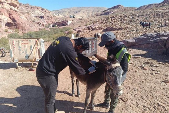 donkey in petra jordan with two men