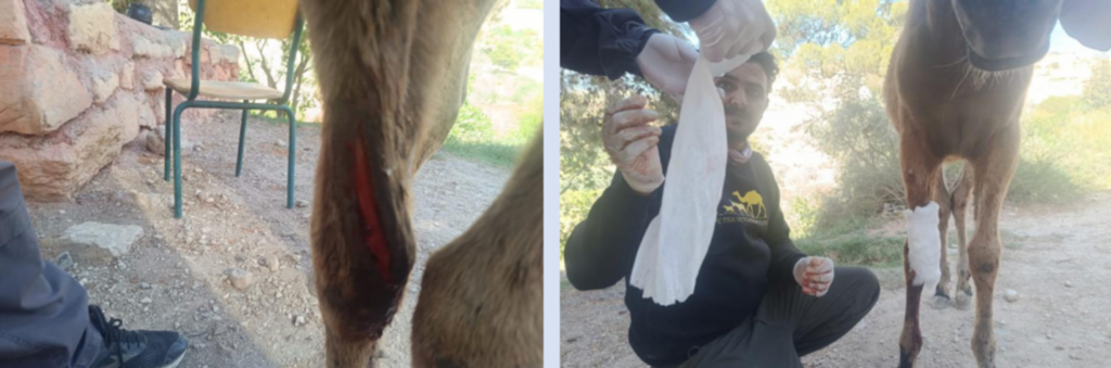 horse being treated at clinic in petra jordan