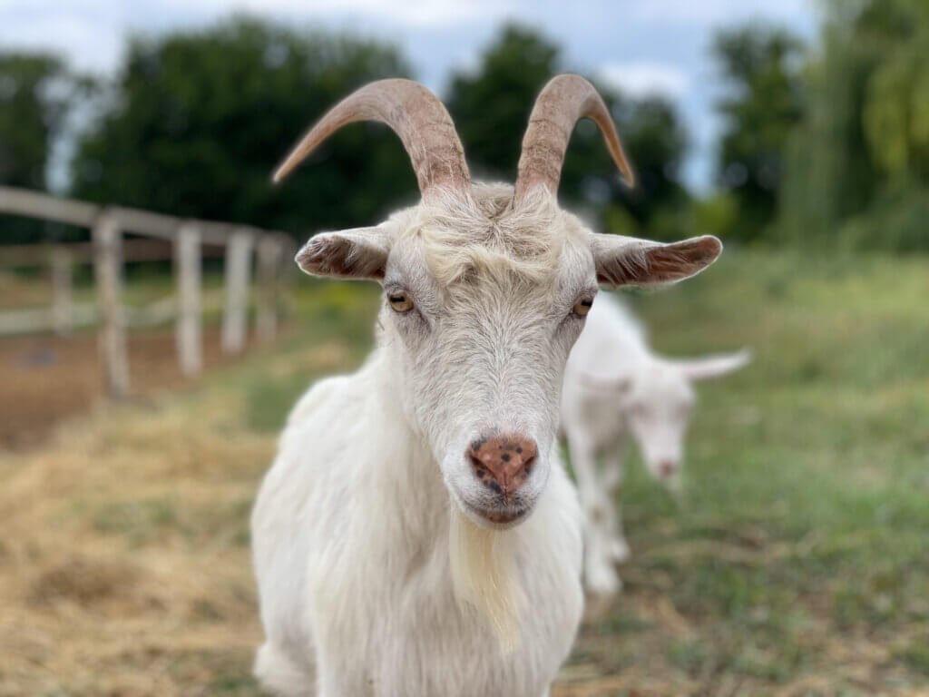 A white goat