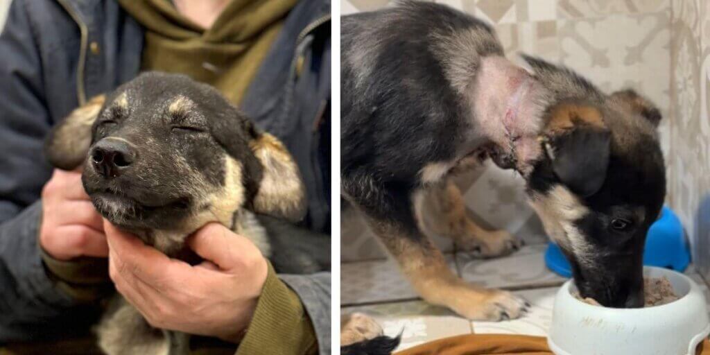 Nick being cared for