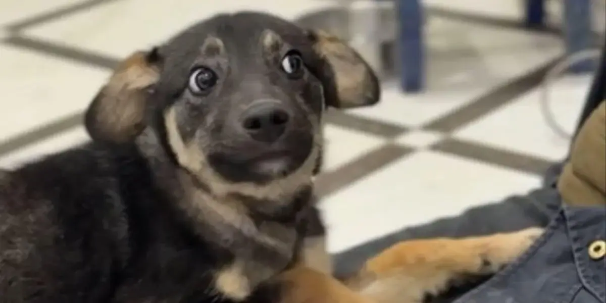 Animal Rescuers in Ukraine Risk Their Lives Every Day