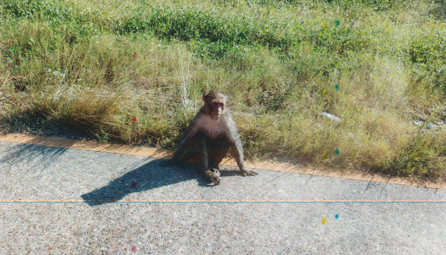 Whistleblower Video: Monkeys Confined Alone in Filthy Cages at New Iberia Research Center