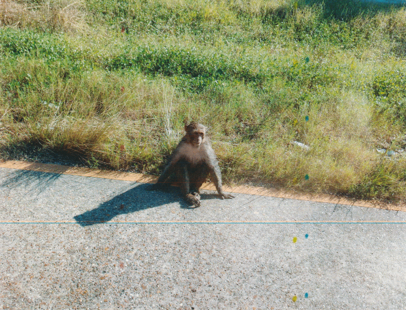 Monkeys Trapped in Filthy Cages at New Iberia Research Center