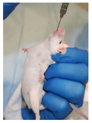 A mouse being force-fed
