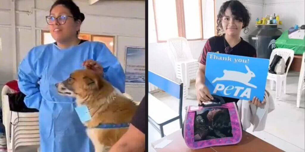 Clients with companion animals