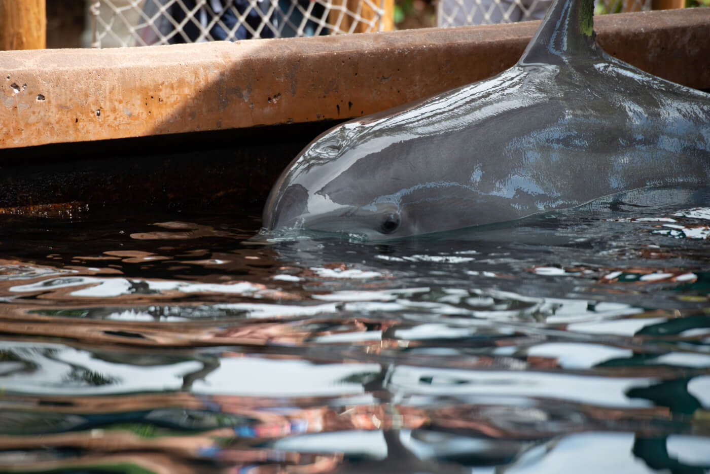 How Dolphins Suffer at Marine Parks