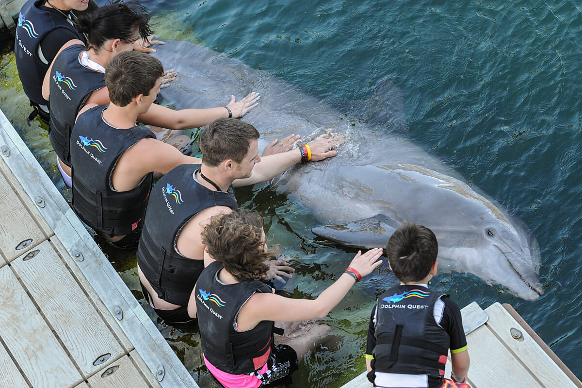 Dolphin being touched by a row of people