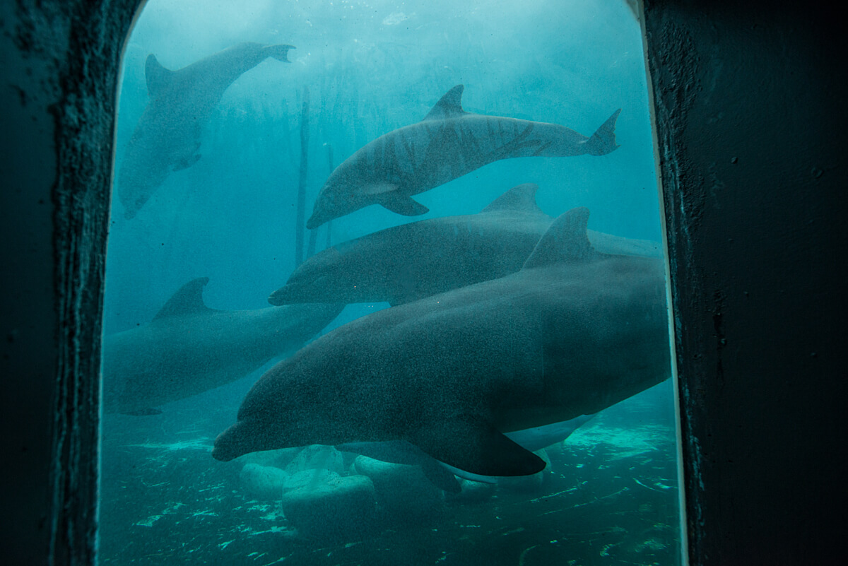Dolphins in enclosure