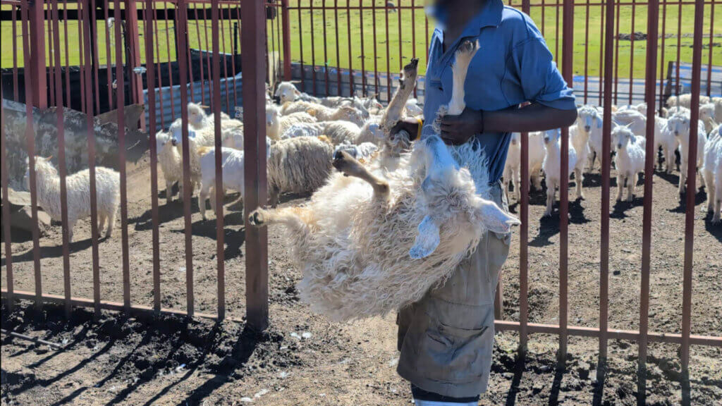 Worker roughly handling goat