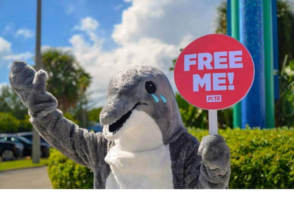 How Dolphins Suffer at Marine Parks