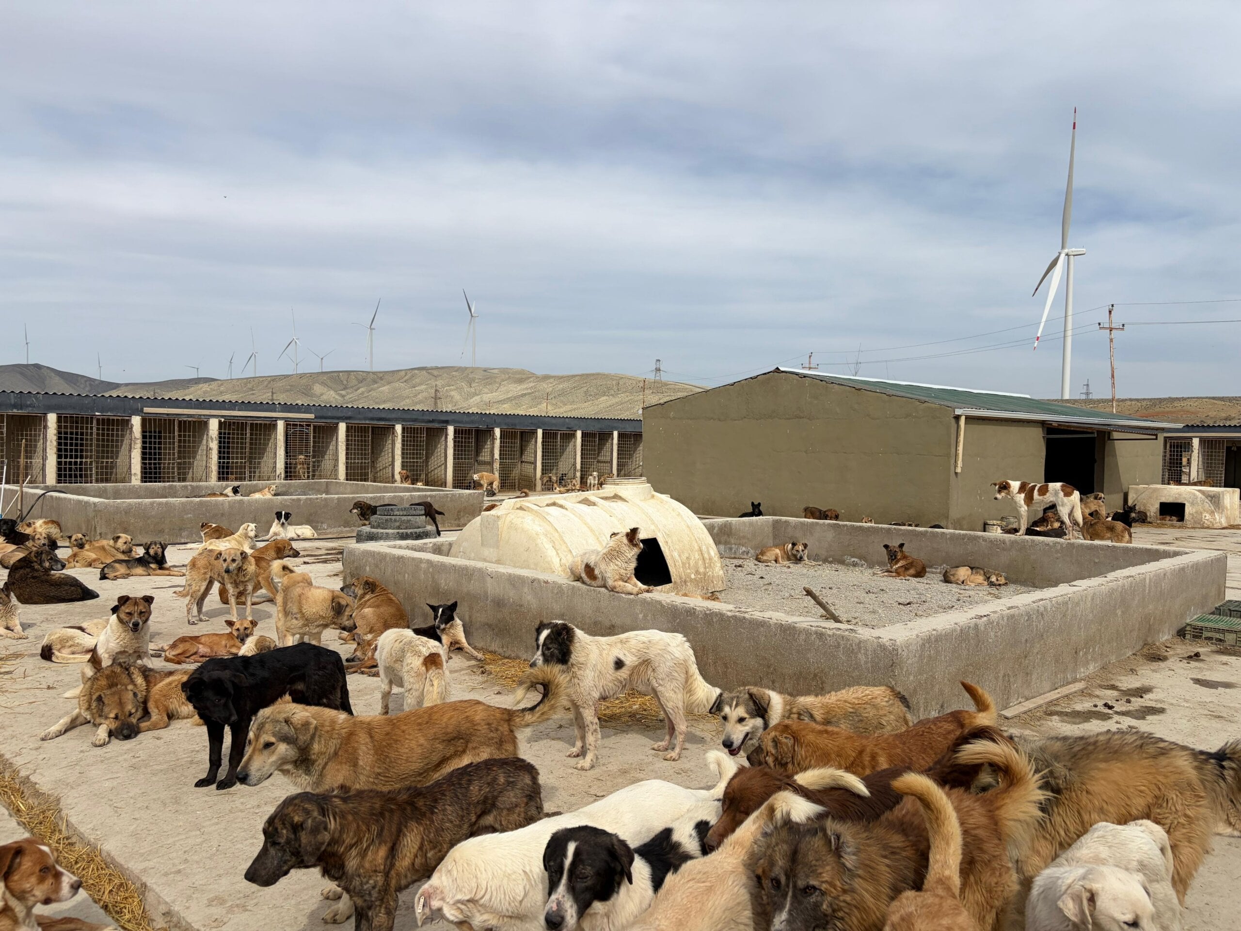 Help Arrived for Forgotten Dogs in a Middle Eastern Refuge