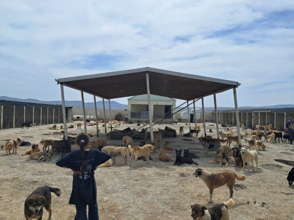 Dogs grouped together