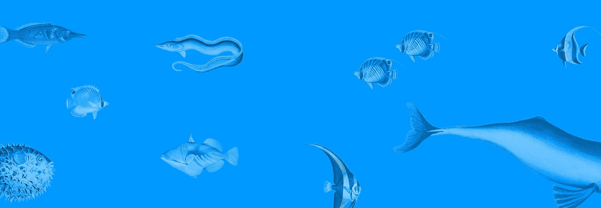 Dolphins Don’t Belong in Tiny Tanks: They Need YOUR Help