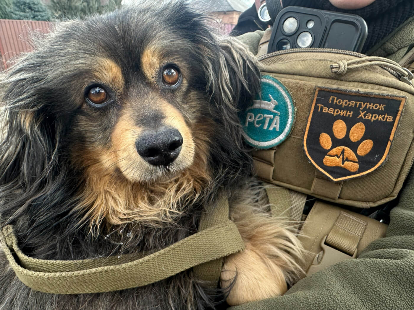 Hope in Ukraine: Lost Animals Reunited With Families