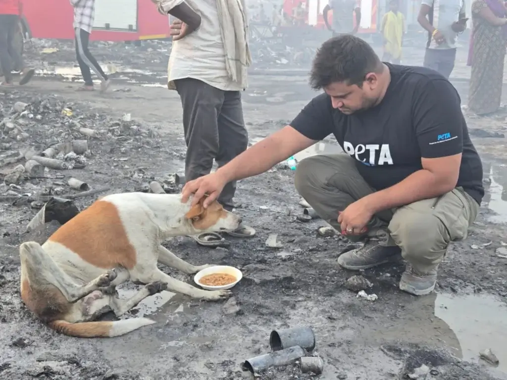 Man helping dog