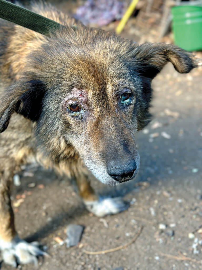 Rescued dog