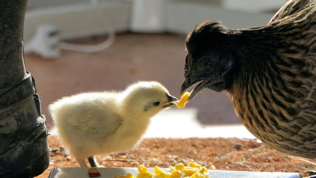 Mother hen sharing with chick