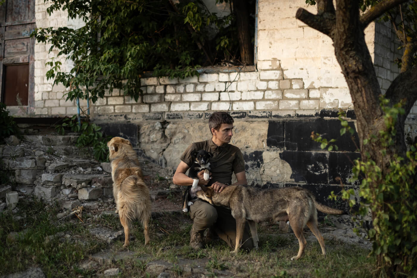 I Didn’t Care Much for Dogs. Now I’m Risking My Life to Save Them.