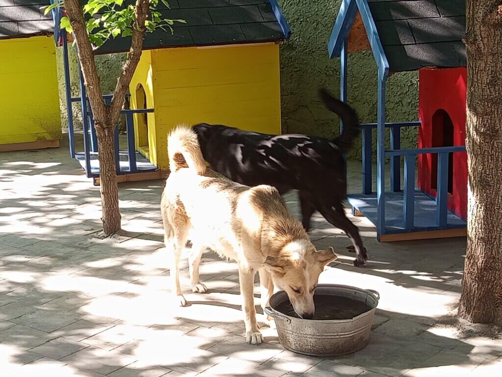 Dogs in shelter