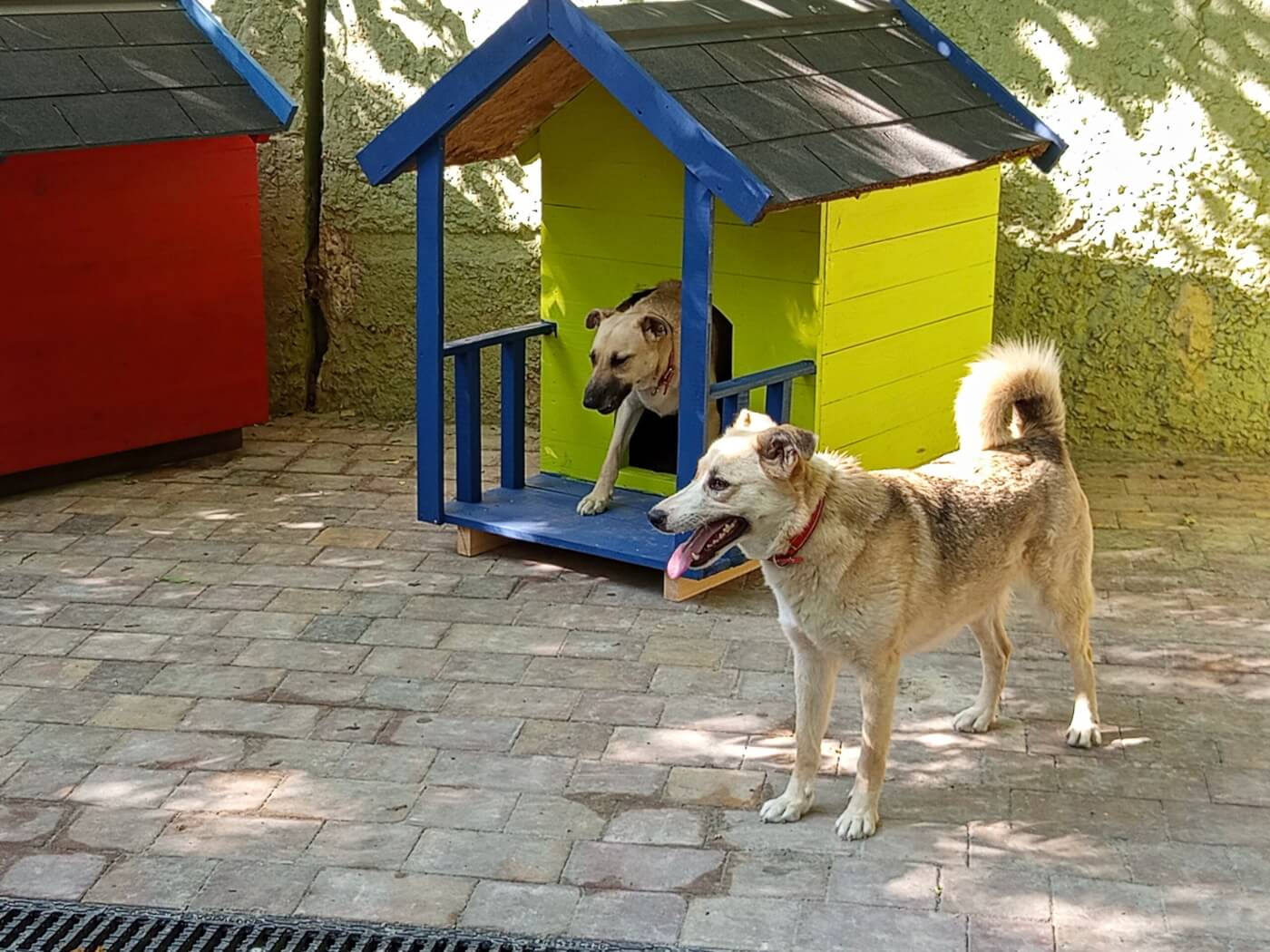 Against the Odds, Ukraine’s Animals Are Getting a Second Chance
