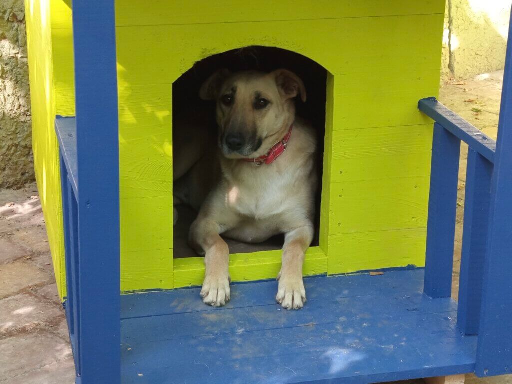 Dog in shelter
