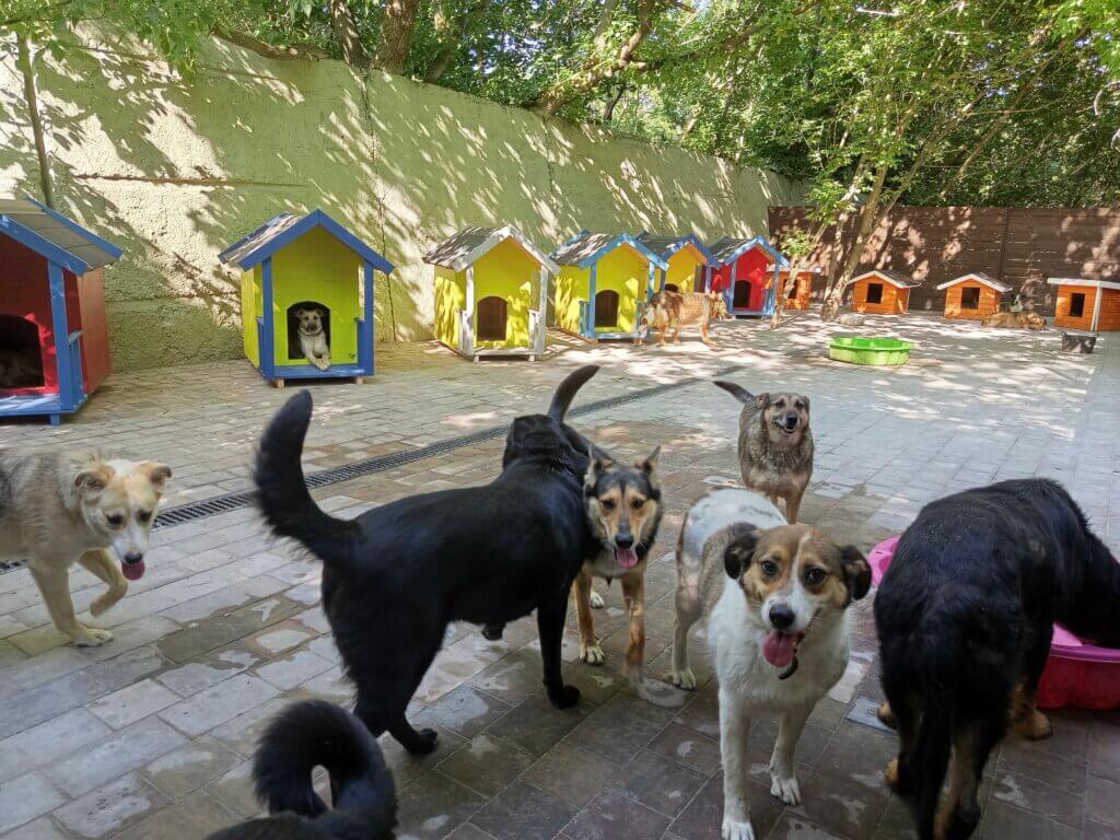 Dogs in sheltered area