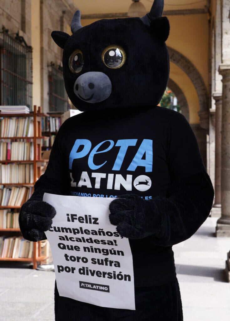 PETA Latino activist in a black bull costume holding a sign