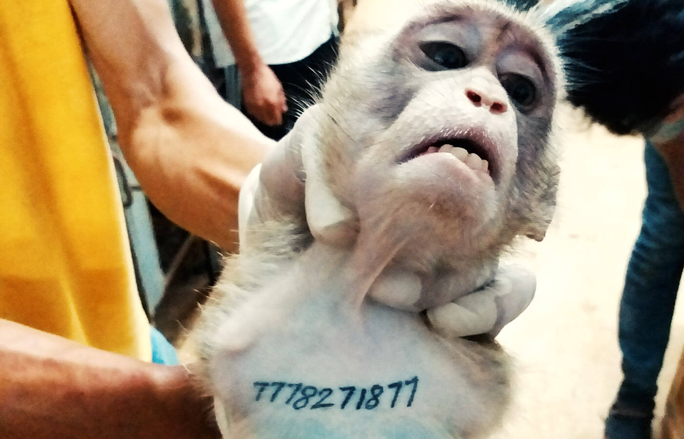 Gloved hand gripping sad monkey's neck with tattoo on his chest