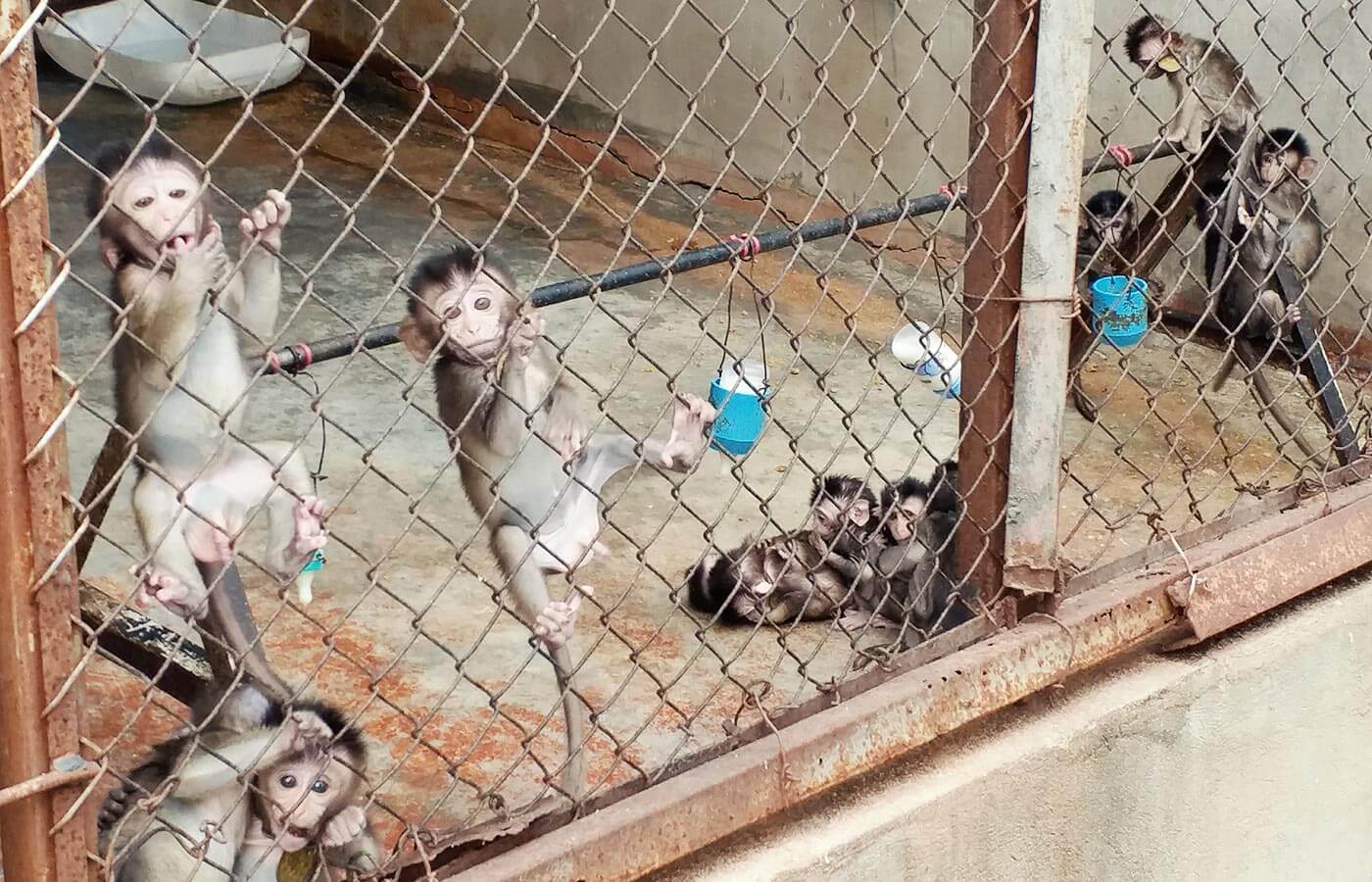 Baby monkeys looking at camera behind rusty chain-link fence with baby bottles hanging on wire