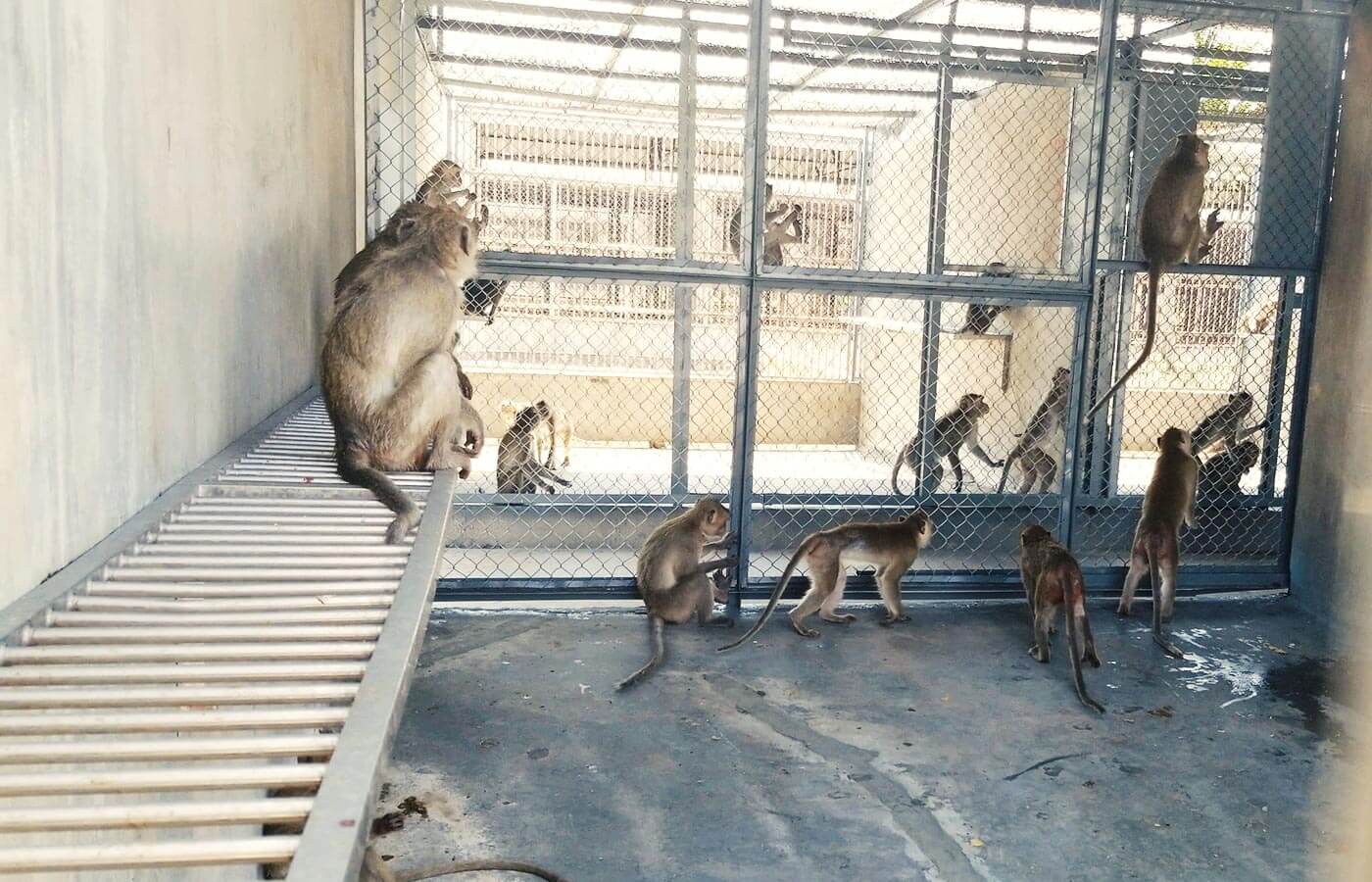 Monkeys facing away in barren chain link enclosure