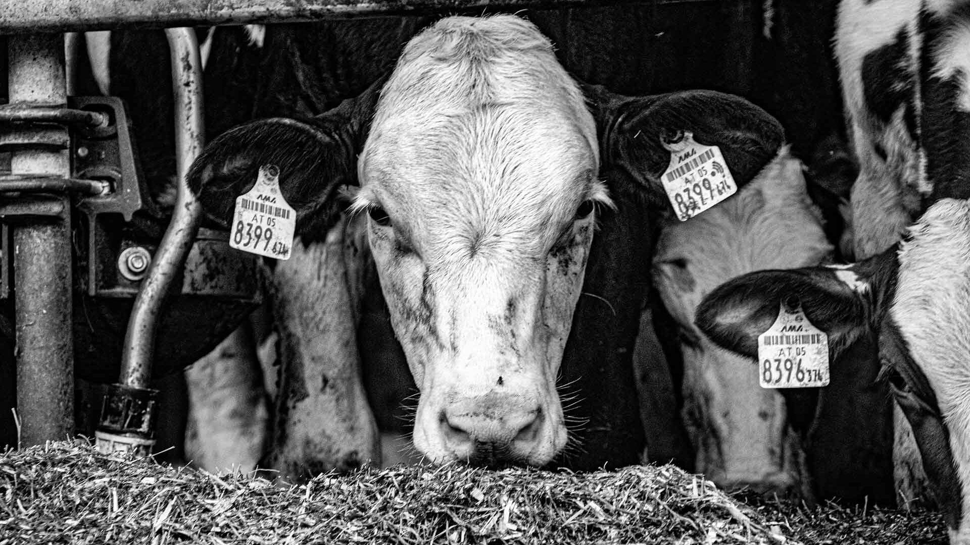 Black and white photo of tagged cattle ducking heads under fence to eat feed at feedlot