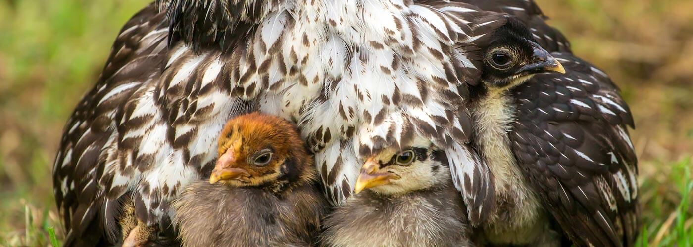 Mother hen with its baby chicks stock photo