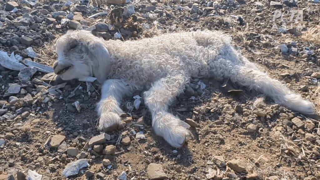 photo of a dead lamb