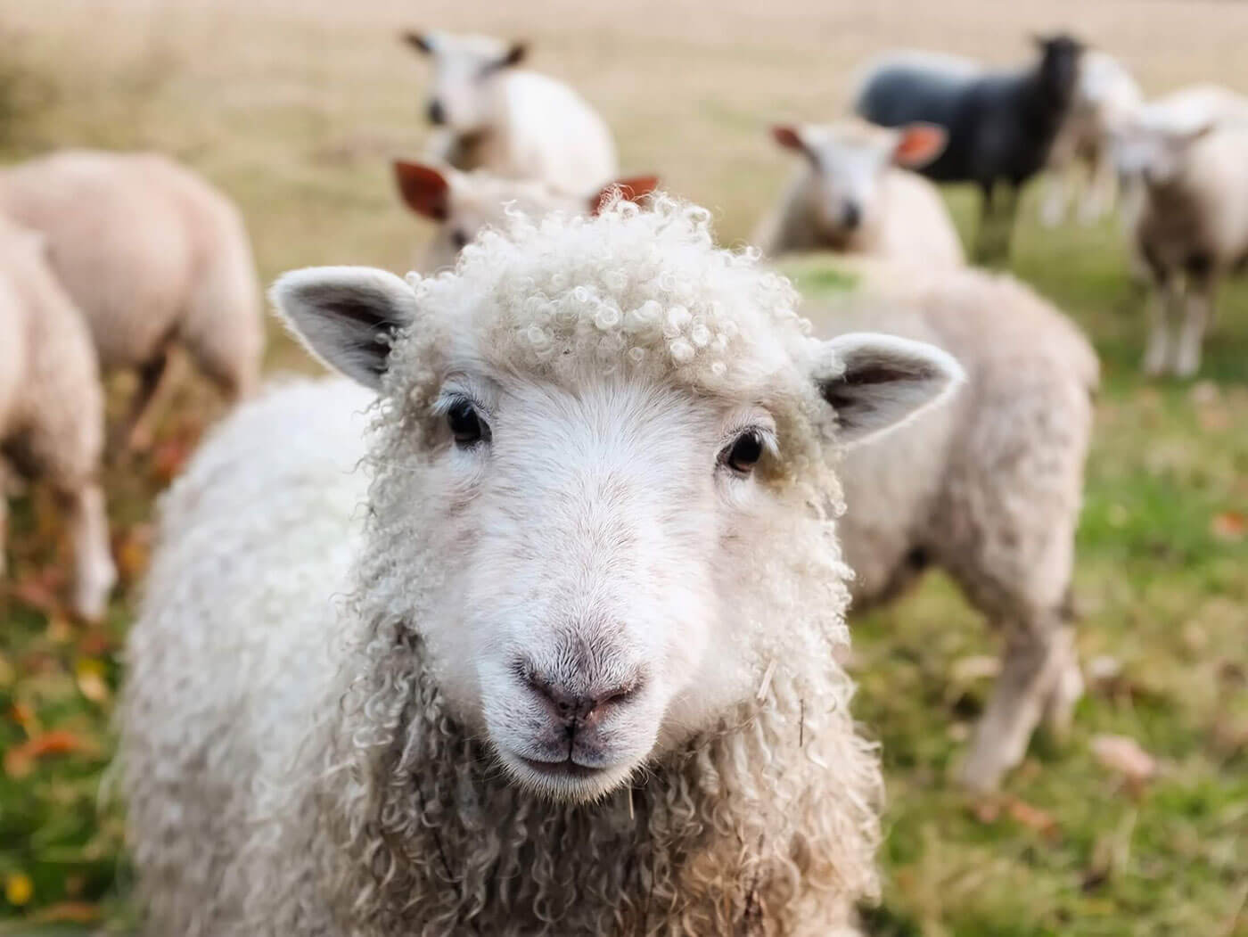 Close-up portrait of sheep Ireland - stock photo