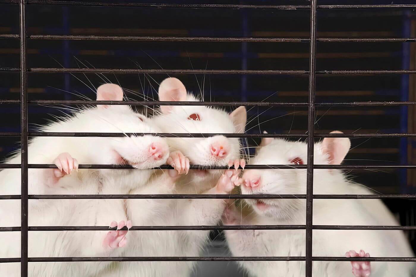 White rats in a cage stock photo