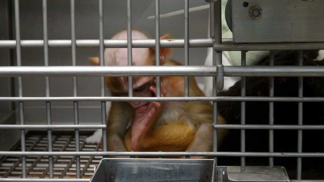 NIH Monkey